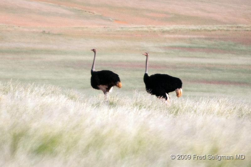 20090607_102326 D300 X1.jpg - This sighting was in Northern Namibia near the Angolan border.  Ostrich frequently are solitary or seen in pairs